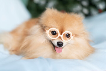 dog Pomeranian Spitz close-up with glasses looking into the camera