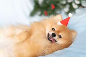 A Pomeranian dog in a Santa Claus hat lies and looks at the camera