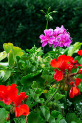 Red and pink garden geranium flowers in an old cement pot close-up. Pelargonium. Selective focus. Horizontal orientation.