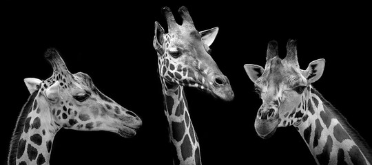 portrait of giraffes on black background - obrazy, fototapety, plakaty