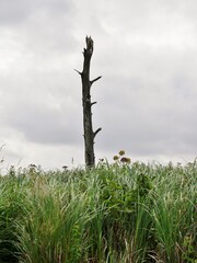 Kahler Baumstamm ragt aus Schilf