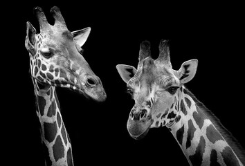 portrait of giraffe on black background © Vera Kuttelvaserova