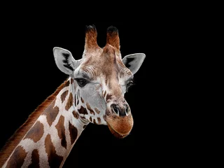 Foto op Plexiglas portrait of giraffe on black background © Vera Kuttelvaserova
