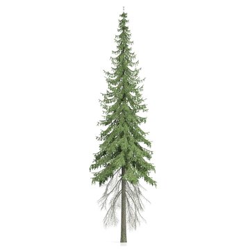 3d rendering - coniferous tree on white background