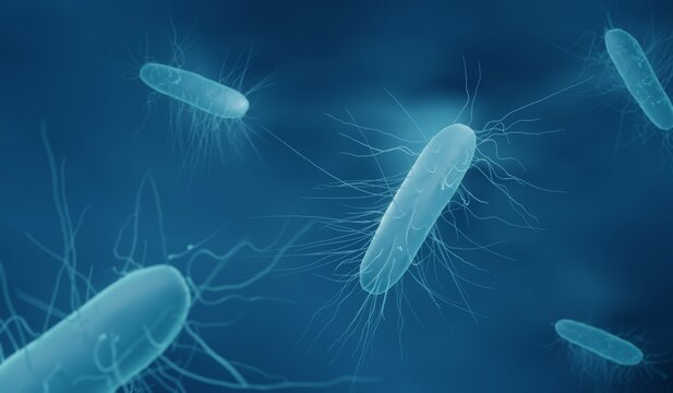 Clostridium difficile bacteria