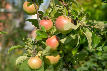 Obraz premium Closeup of a bunch of bio organic red apples growing on the branches of an apple tree in an orchad