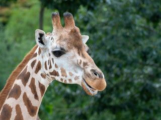 Obraz premium portrait of giraffe close up