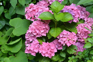 pink hydrangea flowers with green leaves