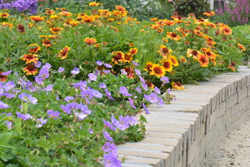 yellow daisy flowers and purple flowers  in a garden in the summer with green leaves 