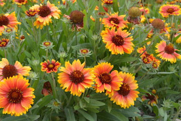 yellow daisy flowers in a garden in the summer with green leaves