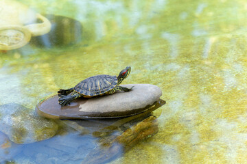 A turtle on a stone in a decorative pond with its head raised and paws outstretched