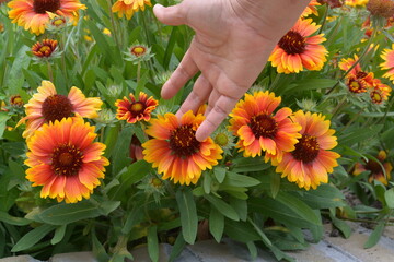 yellow daisy flowers in a garden in the summer with green leaves and hand on the flower