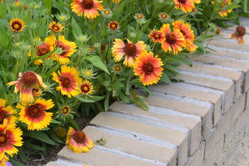 yellow daisy flowers in a garden in the summer with green leaves