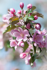 Branches of blossoming pink apple tree macro with soft focus against the background of gentle greenery.  Beautiful floral image of spring nature.