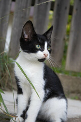 Naklejka na ściany i meble black and white cat nature green eyes 
