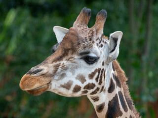 portrait of giraffe close up