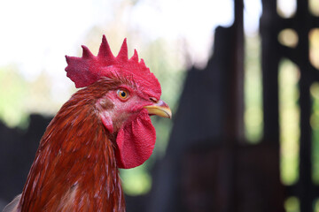 Red rooster on the farm, poultry concept. Portrait of the young cockerel on rural fence background