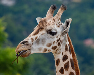 portrait of giraffes close up