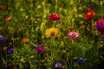 Wildblumen im Feld, Bienenfreundliche Wiese im Sommer