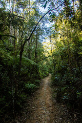 Ouro Preto vegetation