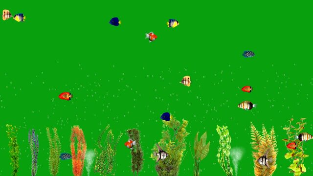 A 4K footage of fish swimming on a green screen