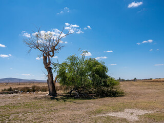 Fototapeta na wymiar A tree withered as a result of global climate change