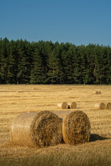 round bales of golden straw on a stubble field after the harvest in August against the background of a coniferous forest under a clear blue sky