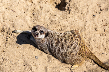 Meerkat