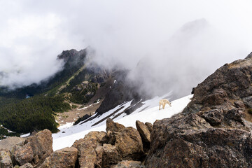 Alpine peak with mountain goat grazing on the snow field
