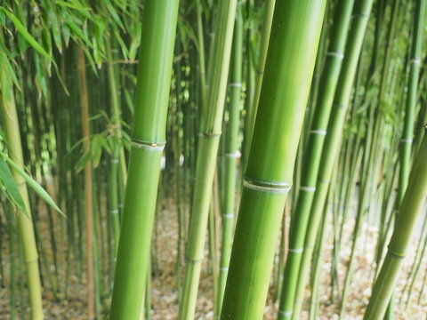 bamboo forest wallpaper background green © prempict