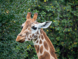 portrait of giraffe close up