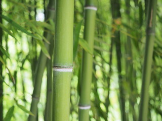 Naklejka premium bamboo forest wallpaper background green
