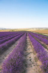 Lavender flowers blooming fields at sunset. Beautiful lavender field with long purple rows.