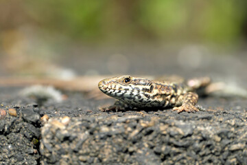 European wall lizard podarcis muralis - Stockphoto