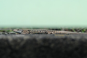 European wall lizard podarcis muralis - Stockphoto