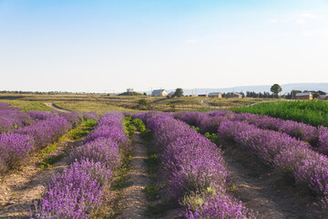 Lavender flowers blooming fields at sunset. Beautiful lavender field with long purple rows.