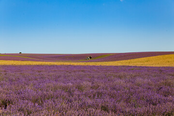 Obraz na płótnie Canvas Tractor harvesting field of lavender.
