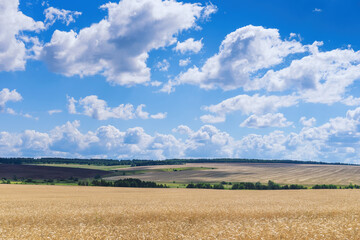 A golden wheat field and a blue sky with white clouds, background.