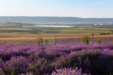 Naklejka na ściany i meble Lavender flowers blooming fields at sunset. Beautiful lavender field with long purple rows.