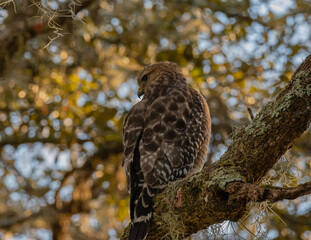 red shouldered hawk