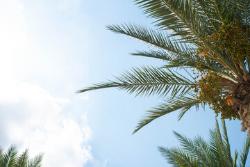 Obraz na płótnie Canvas Tropical palm leaves with the sky background. Copy space for text. Date fruit palms. Summer vacation and travel concept.