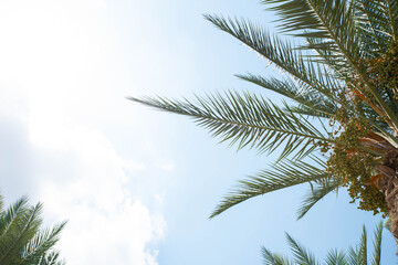 Fototapeta premium Tropical palm leaves with the sky background. Copy space for text. Date fruit palms. Summer vacation and travel concept.