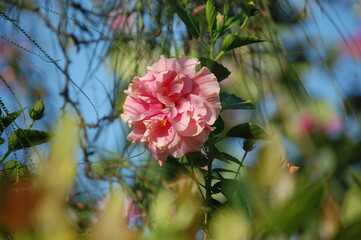 Pink Flower