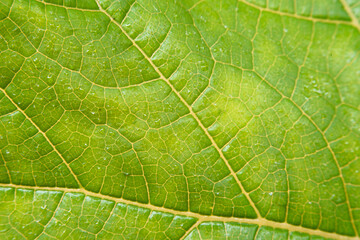 Fine details of green leaf