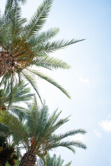 Fototapeta na wymiar Tropical palm leaves with the sky background. Copy space for text. Date fruit palms. Summer vacation and travel concept.