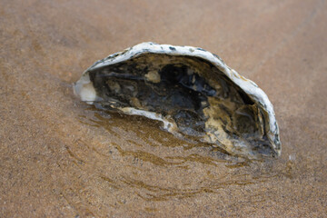 Empty oyster shell on the beach. Open shell on wet sand. Coast with mollusk shell. Coastline...