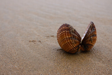 Open seashell on the beach. Shell butterfly on wet sand. Coast with mollusk shell. Coastline background. Marine life concept. Vacation in lagoon. Island nature. Seascape concept. Colorful shell.