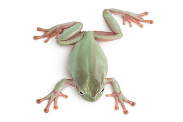 The Australian green tree frog isolated on white background with clipping path and full depth of field, Top view. Flat lay