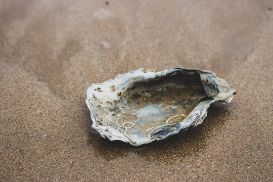 Empty oyster shell on the beach. Open shell on wet sand. Coast with mollusk shell. Coastline background. Marine life concept. Vacation in lagoon. Island nature. Seascape concept. Sea life concept.