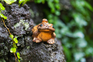 しとしと雨に濡れるカエルの置物